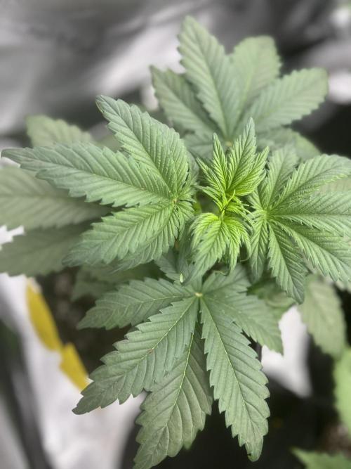 StrawBerry Gorilla RF3. Week 5
