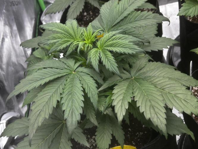StrawBerry Gorilla RF3. Week 5