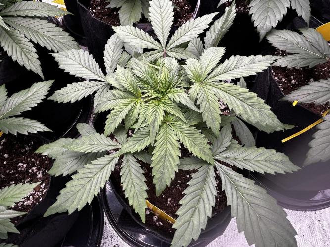 StrawBerry Gorilla RF3. Week 5