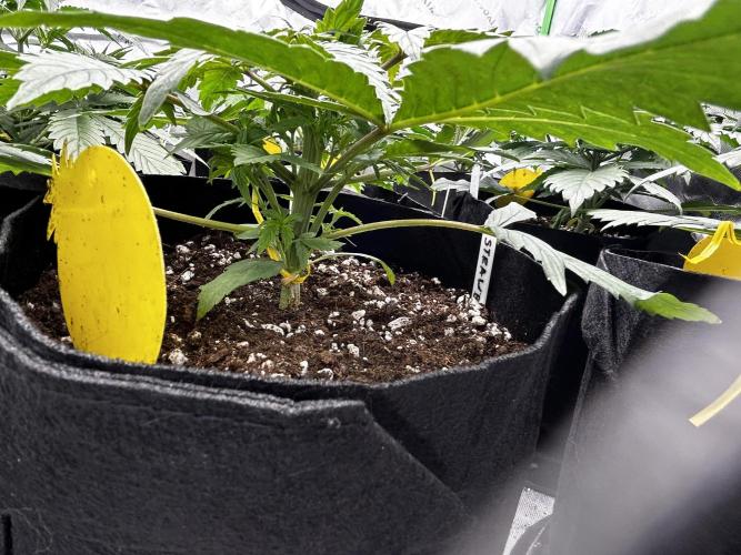StrawBerry Gorilla RF3. Week 5