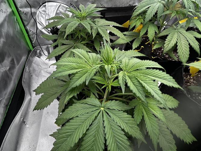Apple Strudel Auto. Week 5