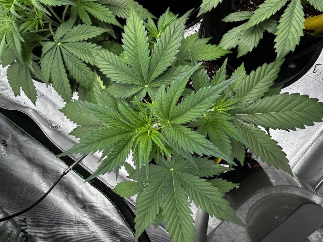 Apple Strudel Auto. Week 5