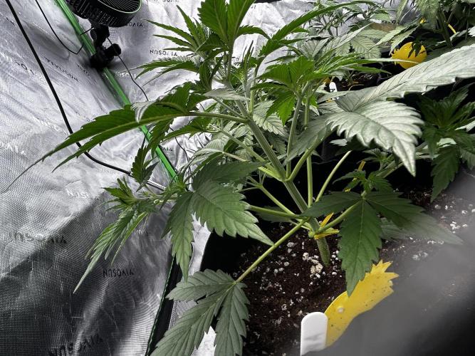 Apple Strudel Auto. Week 5