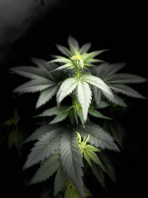 StrawBerry Gorilla RF3. Week 6