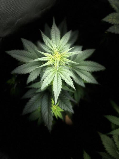 StrawBerry Gorilla RF3. Week 6