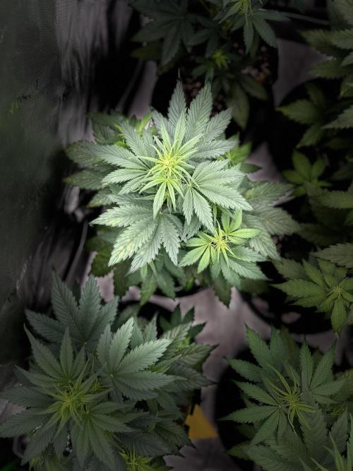 StrawBerry Gorilla RF3. Week 6