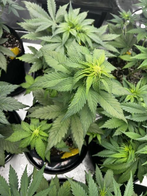 StrawBerry Gorilla RF3. Week 6