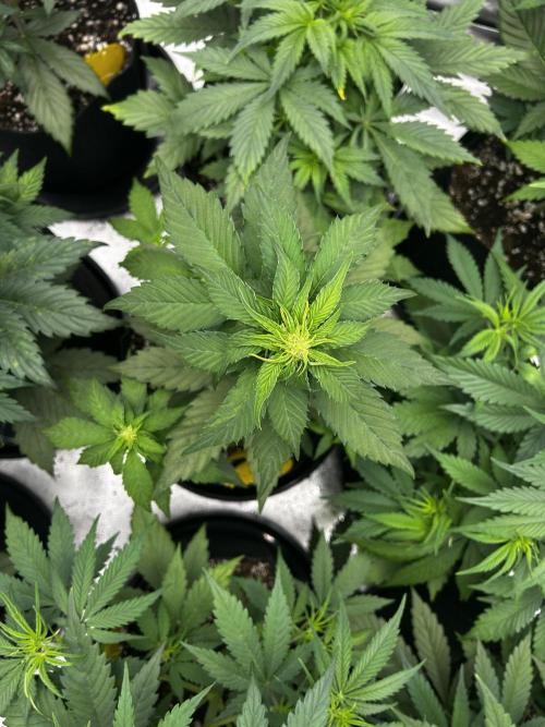 StrawBerry Gorilla RF3. Week 6