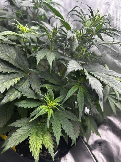 StrawBerry Gorilla RF3. Week 6