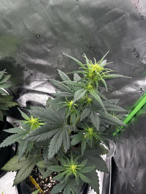 StrawBerry Gorilla RF3. Week 6