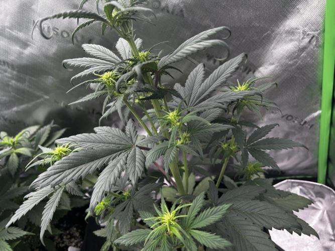 StrawBerry Gorilla RF3. Week 6