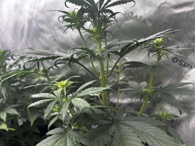 StrawBerry Gorilla RF3. Week 6