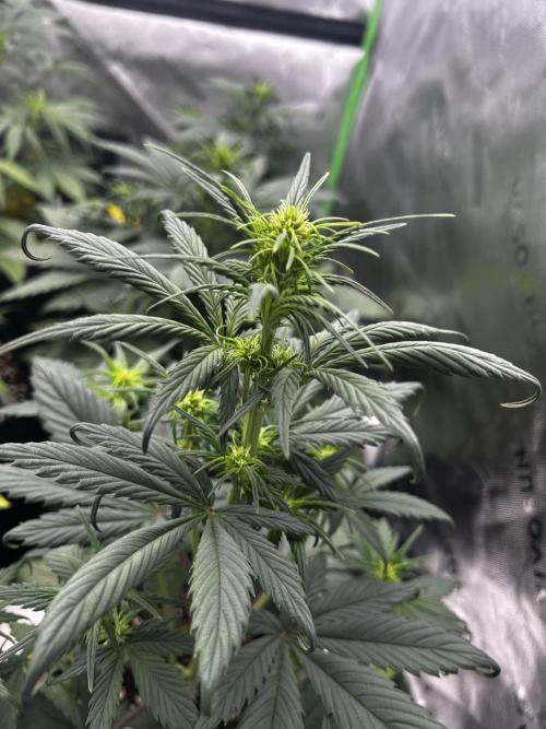StrawBerry Gorilla RF3. Week 6
