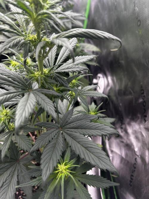 StrawBerry Gorilla RF3. Week 6