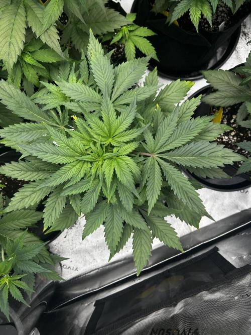 StrawBerry Gorilla RF3. Week 6