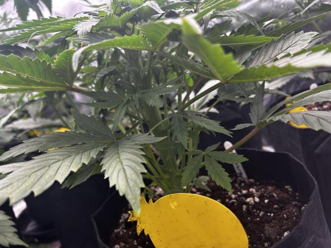 StrawBerry Gorilla RF3. Week 6