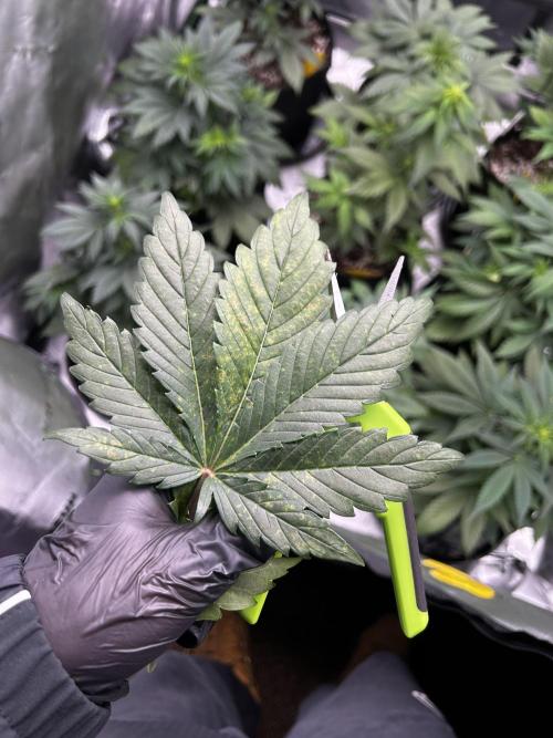 StrawBerry Gorilla RF3. Week 6