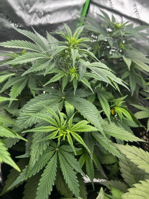 Apple Strudel Auto. Week 6