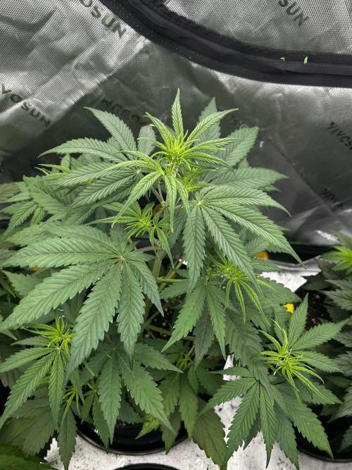 Apple Strudel Auto. Week 6