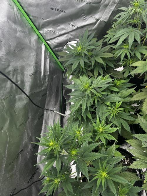 Apple Strudel Auto. Week 6