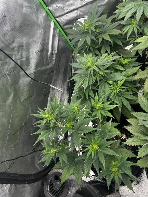 Apple Strudel Auto. Week 6