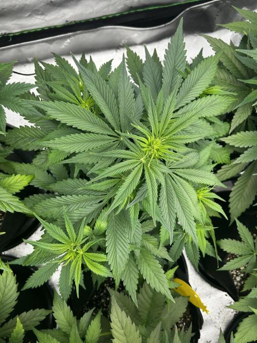 Apple Strudel Auto. Week 6