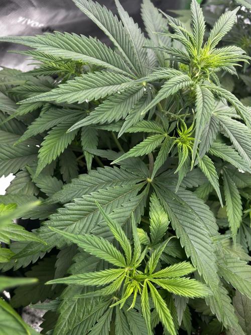 Apple Strudel Auto. Week 6