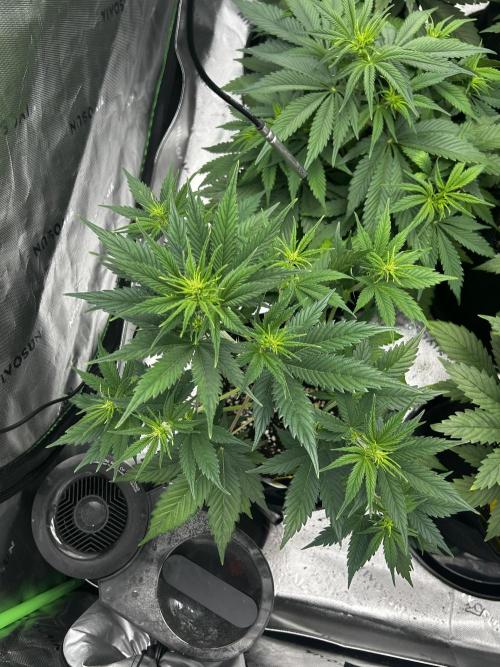 Apple Strudel Auto. Week 6