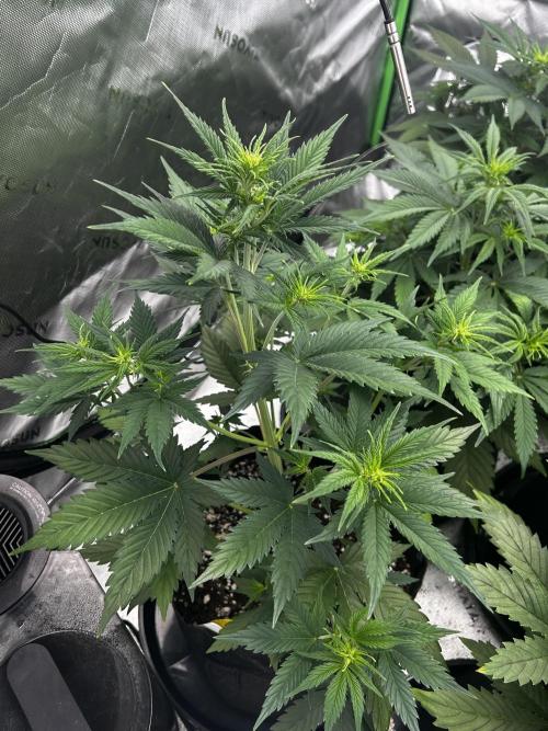 Apple Strudel Auto. Week 6