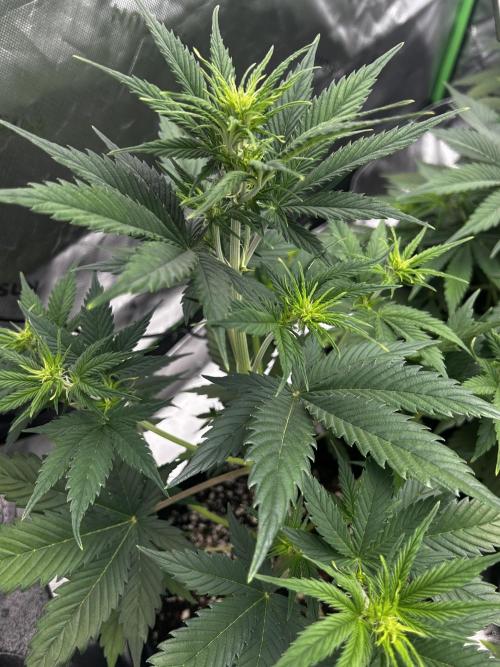 Apple Strudel Auto. Week 6