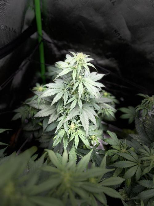 StrawBerry Gorilla RF3. Week 7