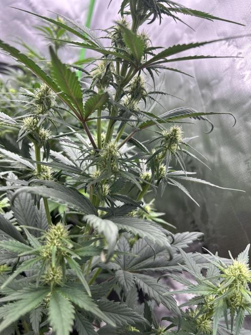 StrawBerry Gorilla RF3. Week 7