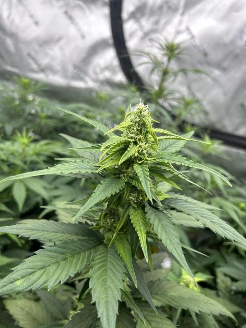 StrawBerry Gorilla RF3. Week 7