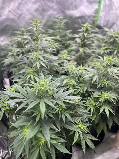 StrawBerry Gorilla RF3. Week 7