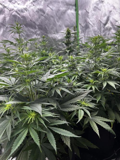StrawBerry Gorilla RF3. Week 7