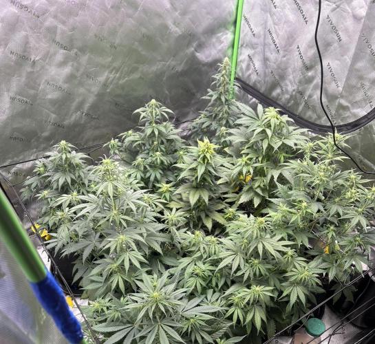 StrawBerry Gorilla RF3. Week 7