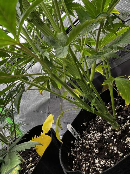 StrawBerry Gorilla RF3. Week 7