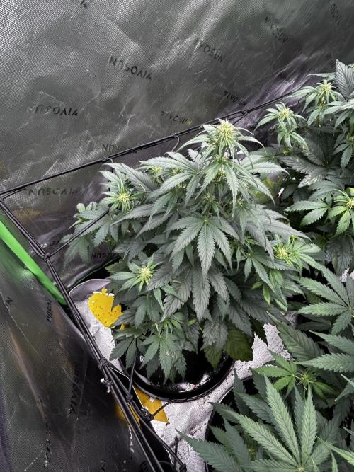 StrawBerry Gorilla RF3. Week 7
