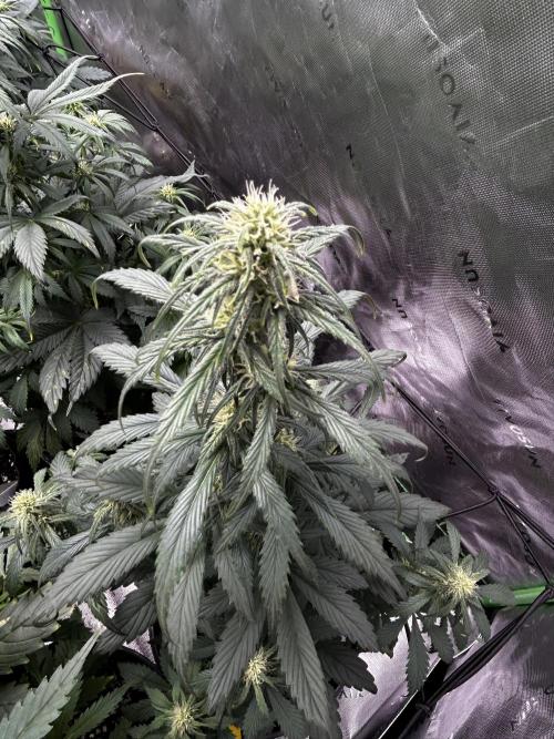 StrawBerry Gorilla RF3. Week 7