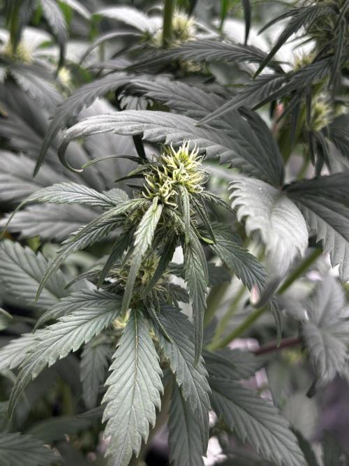 StrawBerry Gorilla RF3. Week 7