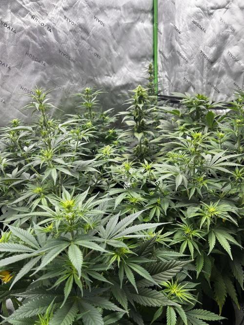 Apple Strudel Auto. Week 7