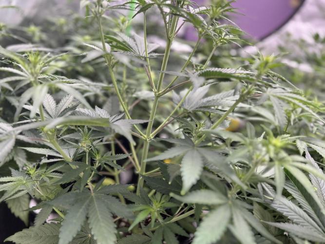 Apple Strudel Auto. Week 7