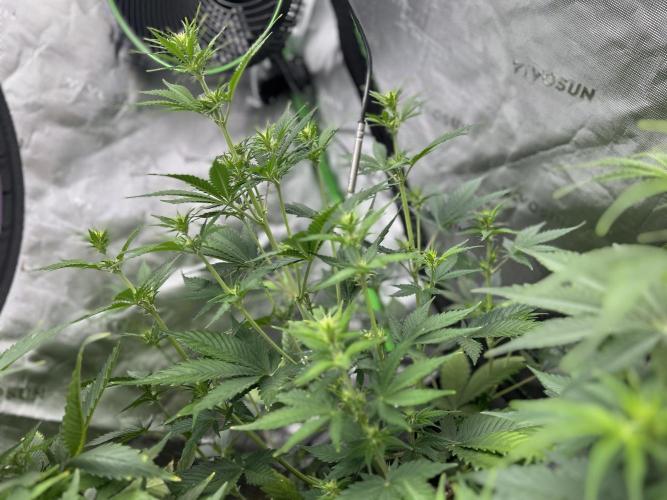 Apple Strudel Auto. Week 7