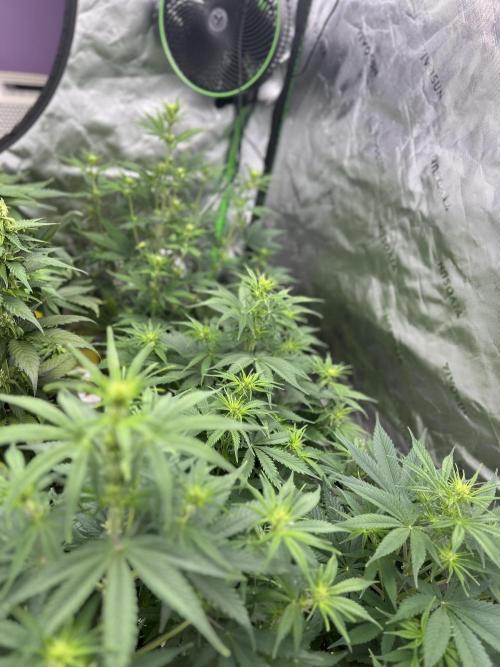 Apple Strudel Auto. Week 7
