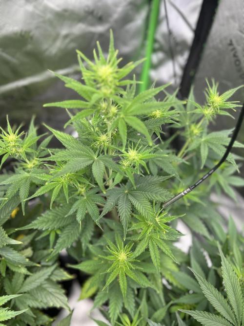 Apple Strudel Auto. Week 7