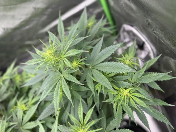 Apple Strudel Auto. Week 7