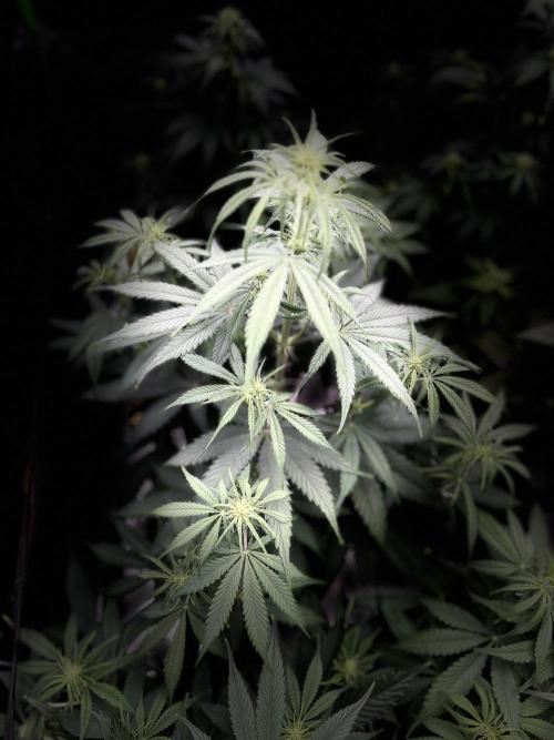 Apple Strudel Auto. Week 7