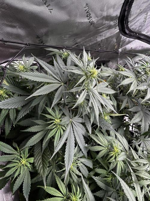 Apple Strudel Auto. Week 7
