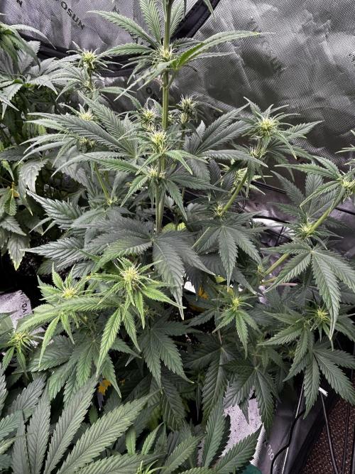 Apple Strudel Auto. Week 7