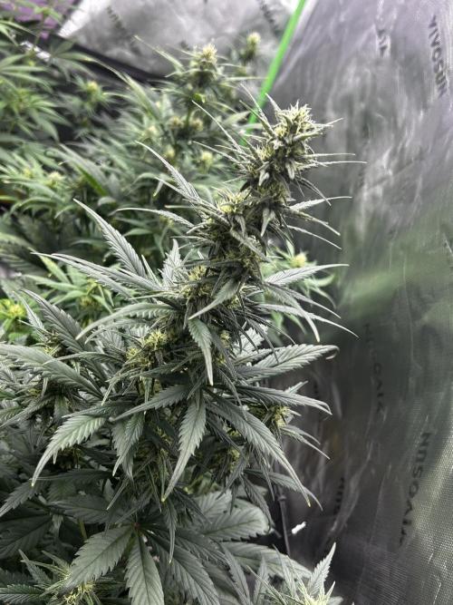 StrawBerry Gorilla RF3. Week 8